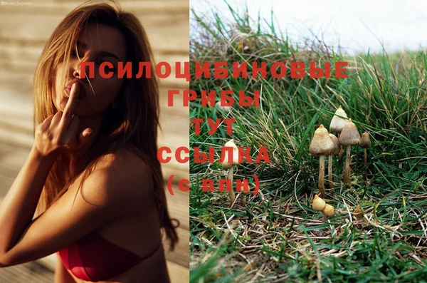 шишки Мегион